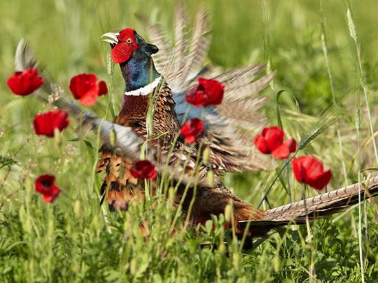 pheasant-poppies-italy_61076_990x742