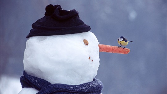 sparrow-on-Snowman-nose