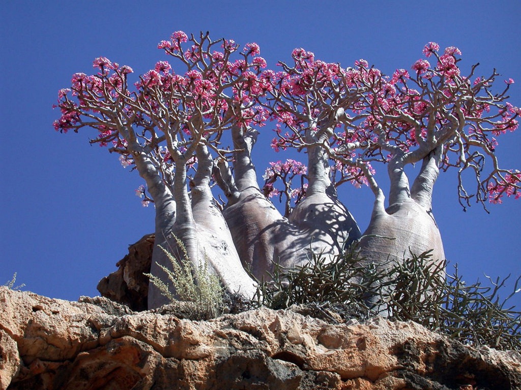 Socotra-Image-1.jpg
