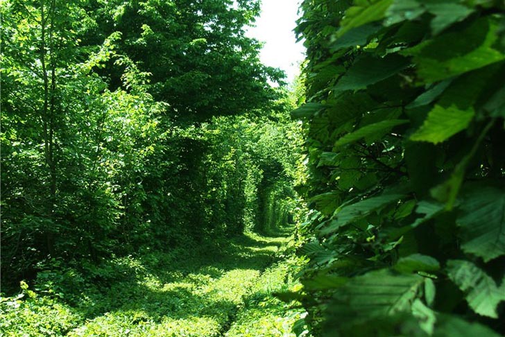Tunnel Of Love Image 3
