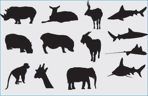 Animal