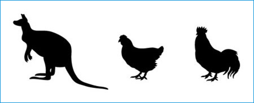 animal