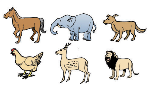 animal