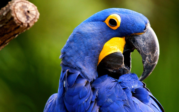 Blue Parrot Desktop Wallpapers