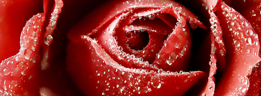 Rose-Flower-valentine-facebook-cover-photo